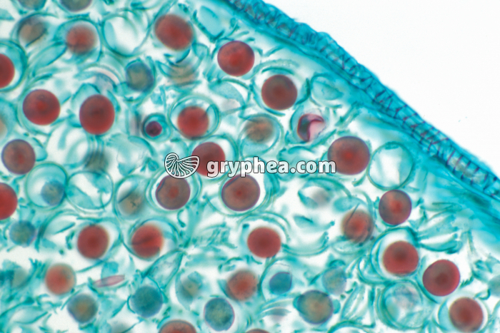 Prêle - Spores  dans un sporange (Equisetum sp.) x70 - gryphea.org